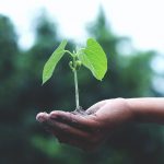Pflanze als Symbol für Nachhaltigkeit